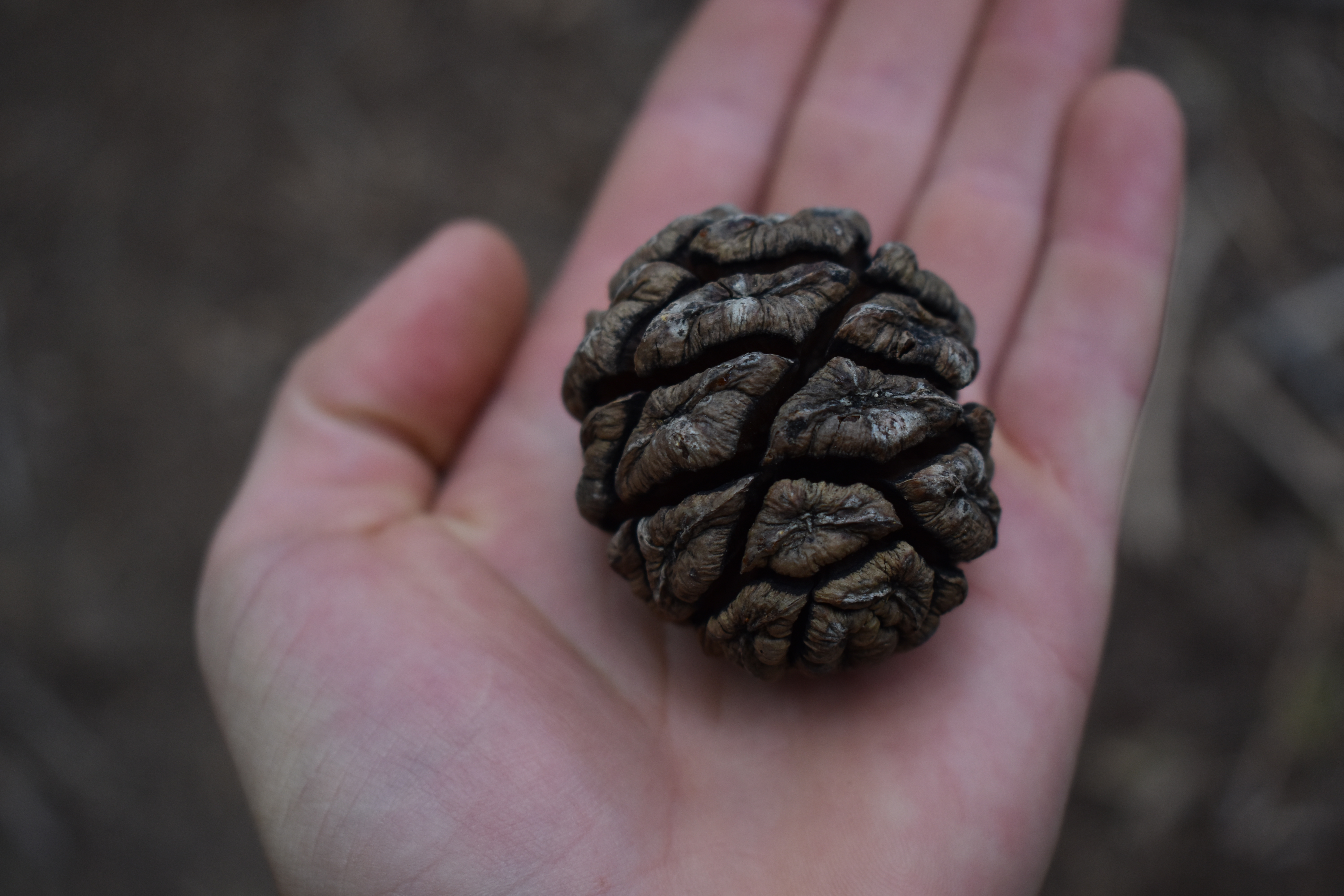 Giant sequoia cone in Sequoia National Park, California