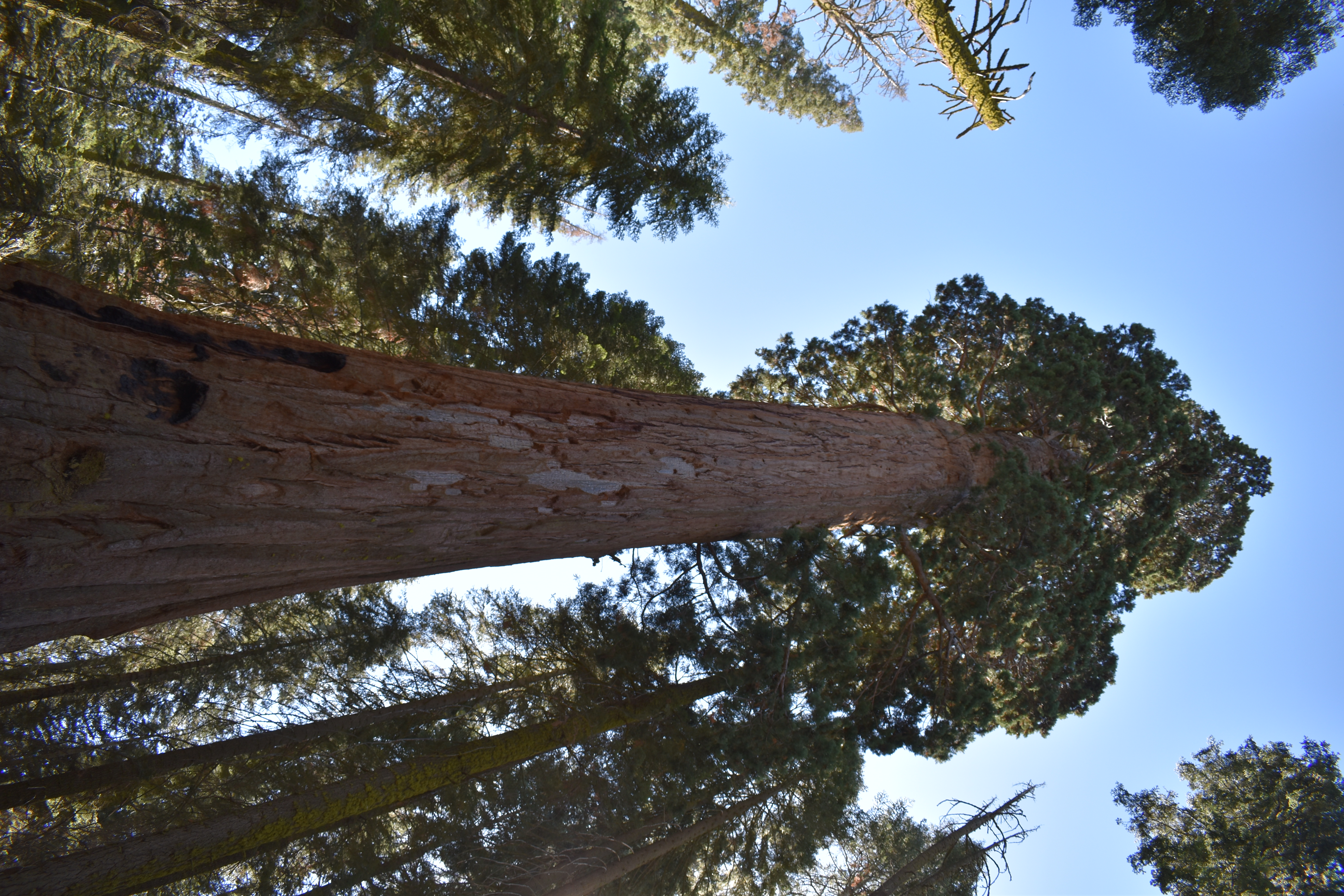 Giant sequoia in Sequoia National Park, California